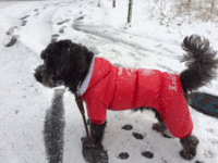 降雪による影響について チャイルドシート・ベビー用品クリーニング 番犬チョコちゃん ヒューマンライズ 鹿児島市 降雪による影響について チャイルドシート・ベビー用品クリーニング 番犬チョコちゃん ヒューマンライズ 鹿児島市